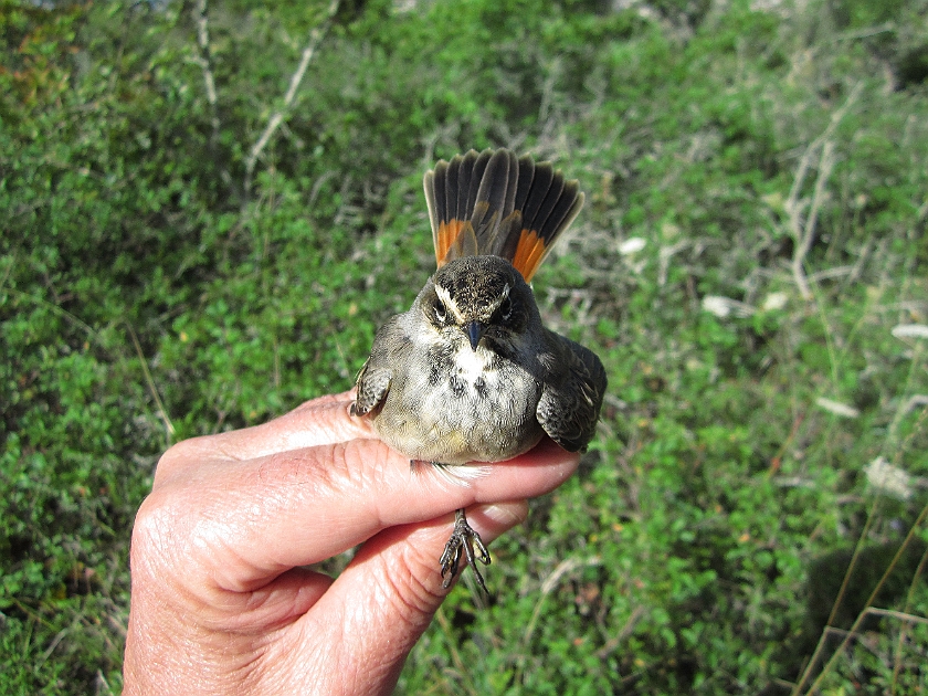 Bluethroat, Sundre 20120828